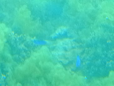 海陽町海洋自然博物館マリンジャムに投稿された画像（2025/5/6）