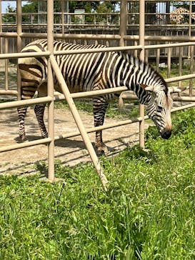 日立市かみね動物園に投稿された画像（2025/5/6）