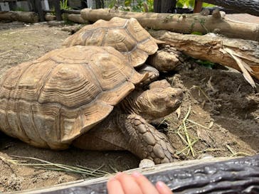 日立市かみね動物園に投稿された画像（2025/5/6）
