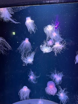 島根県立 しまね海洋館に投稿された画像（2025/5/6）