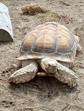 秋田市大森山動物園に投稿された画像（2025/5/6）