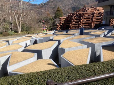 彫刻の森美術館に投稿された画像（2025/5/6）