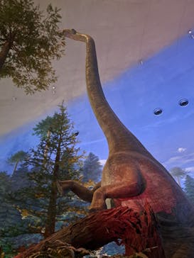 福井県立恐竜博物館に投稿された画像（2025/5/6）