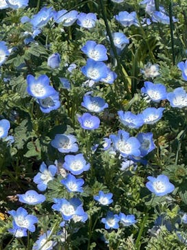 こうべアグリパークネモフィラの丘2025に投稿された画像（2025/5/6）