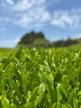 キウイフルーツカントリーJapan（キウイフルーツカントリージャパン）に投稿された画像（2025/5/6）