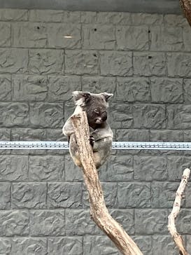 淡路ファームパーク イングランドの丘に投稿された画像（2025/5/6）