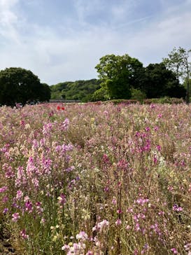 淡路ファームパーク イングランドの丘に投稿された画像（2025/5/6）