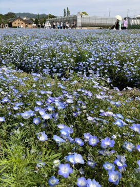 淡路ファームパーク イングランドの丘に投稿された画像（2025/5/6）