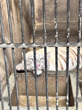 伊豆アニマルキングダムに投稿された画像（2025/5/6）