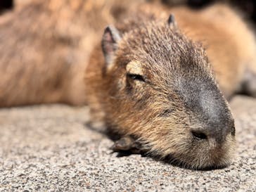 伊豆アニマルキングダムに投稿された画像（2025/5/6）