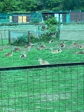 岩手サファリパークに投稿された画像（2025/5/6）