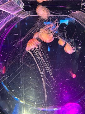 名古屋港水族館に投稿された画像（2025/5/6）