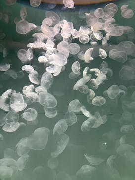 アクアワールド茨城県大洗水族館に投稿された画像（2025/5/6）