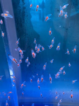 アクアワールド茨城県大洗水族館に投稿された画像（2025/5/6）