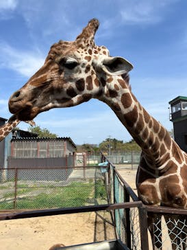 東北サファリパークに投稿された画像（2025/5/6）