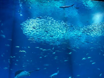 アクアワールド茨城県大洗水族館に投稿された画像（2025/5/6）