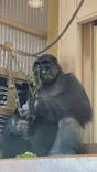 名古屋市東山動植物園に投稿された画像（2025/5/6）