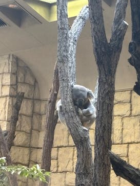 名古屋市東山動植物園に投稿された画像（2025/5/6）