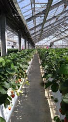 お陽様農園に投稿された画像（2025/5/6）