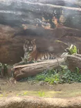 恩賜上野動物園に投稿された画像（2025/5/6）