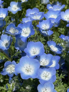 こうべアグリパークネモフィラの丘2025に投稿された画像（2025/5/6）