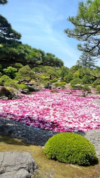 日本庭園　由志園に投稿された画像（2025/5/6）