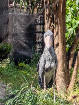 恩賜上野動物園に投稿された画像（2025/5/6）