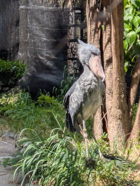 恩賜上野動物園に投稿された画像（2025/5/6）