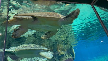 名古屋港水族館に投稿された画像（2025/5/6）