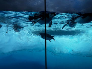 名古屋港水族館に投稿された画像（2025/5/6）