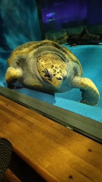 島根県立 しまね海洋館に投稿された画像（2025/5/6）