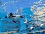 サンシャイン水族館に投稿された画像（2025/5/6）