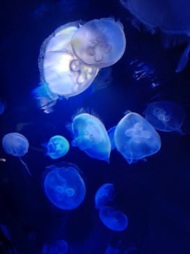 サンシャイン水族館に投稿された画像（2025/5/6）