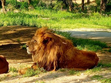 群馬サファリパークに投稿された画像（2025/5/6）