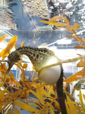 ゼロ距離水族館 伊勢シーパラダイスに投稿された画像（2025/5/6）