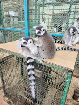 東北サファリパークに投稿された画像（2025/5/6）