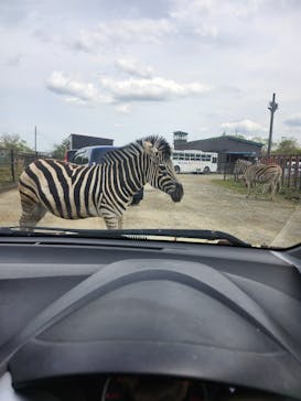 東北サファリパークに投稿された画像（2025/5/6）