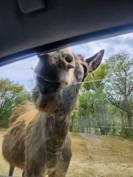 東北サファリパークに投稿された画像（2025/5/6）