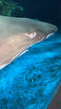 しながわ水族館に投稿された画像（2025/5/6）