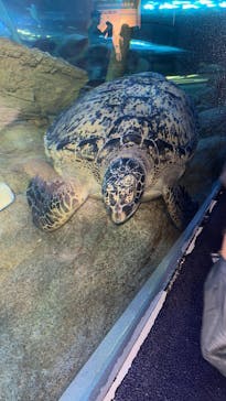 しながわ水族館に投稿された画像（2025/5/6）