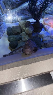 しながわ水族館に投稿された画像（2025/5/6）