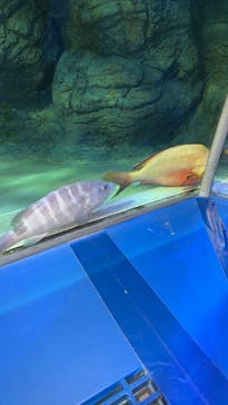 しながわ水族館に投稿された画像（2025/5/6）