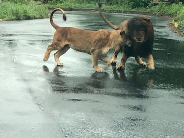 東京動物園協会_多摩動物公園に投稿された画像（2025/5/6）