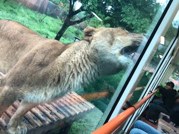 東京動物園協会_多摩動物公園に投稿された画像（2025/5/6）