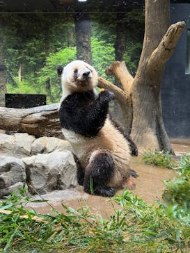 恩賜上野動物園に投稿された画像（2025/5/6）