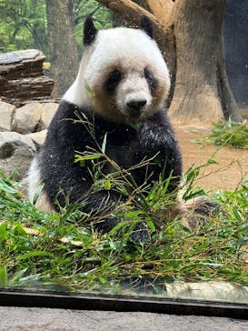 恩賜上野動物園に投稿された画像（2025/5/6）