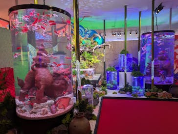 沖縄金魚ミュージアムに投稿された画像（2025/5/6）