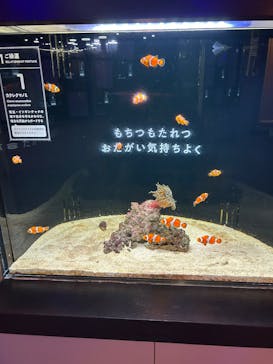 横浜開運水族館 フォーチュンアクアリウムに投稿された画像（2025/5/6）