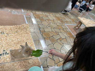 いきもの探検隊上尾に投稿された画像（2025/5/6）