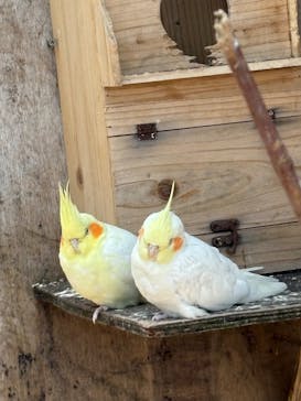 伊豆アニマルキングダムに投稿された画像（2025/5/6）